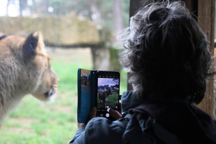 Personne photographiant une lionne au zoom avec un smartphone
